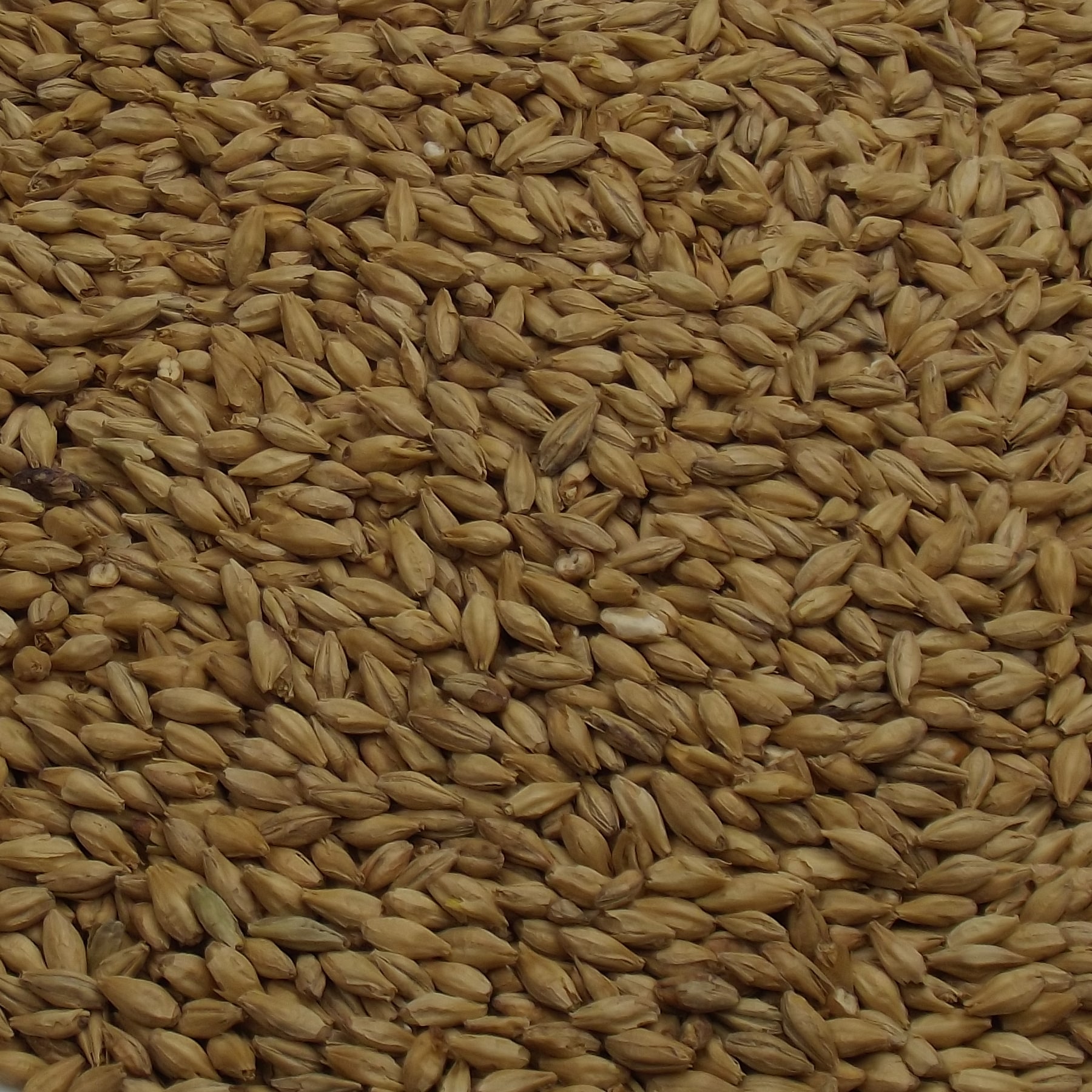 Beech Smoked Barley Malt, Weyermann, EBC: 4–8