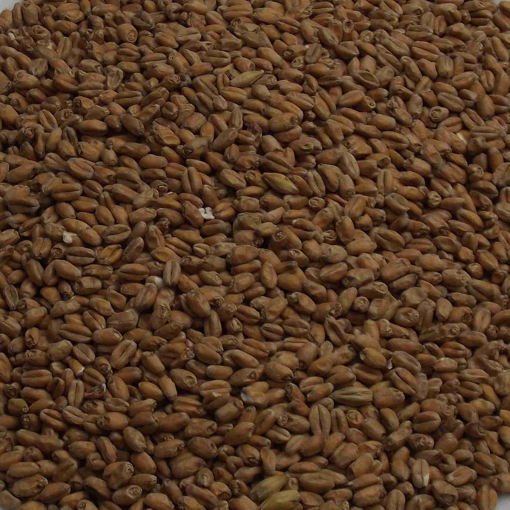 Diastatic Wheat Malt, Weyermann, EBC: 3–5